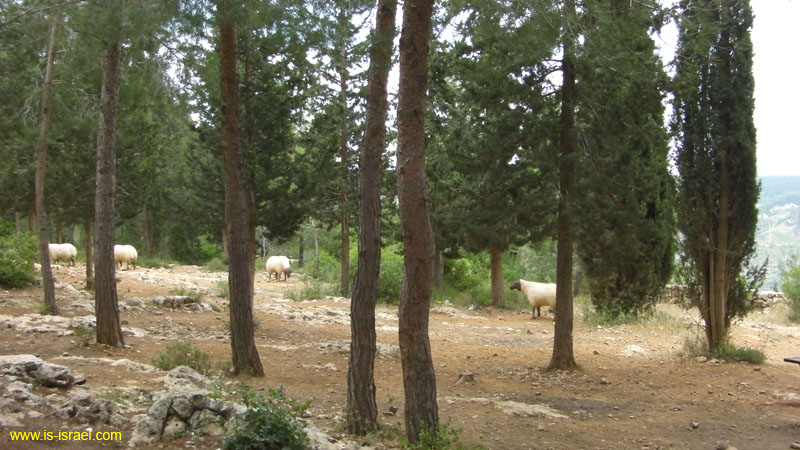 SANY0095