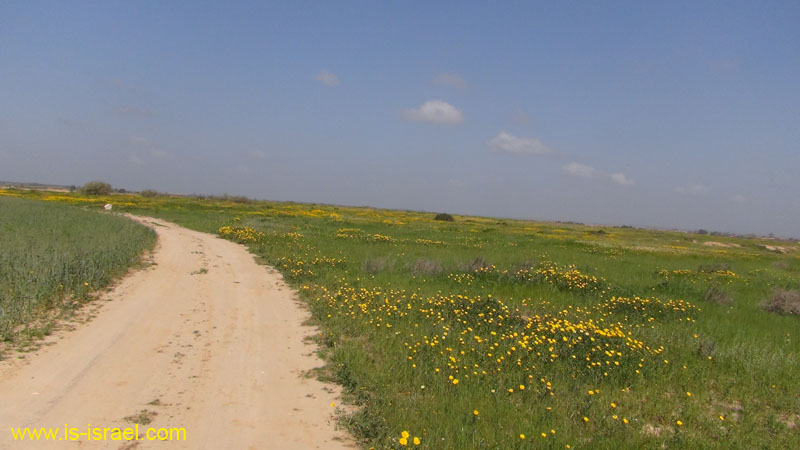 DSC00431