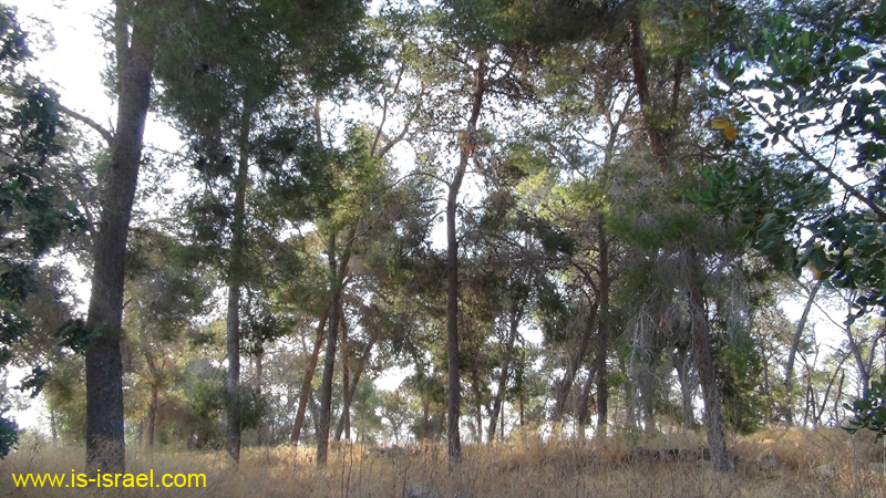 DSC00720