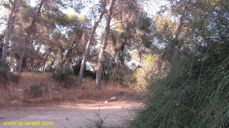 DSC00733