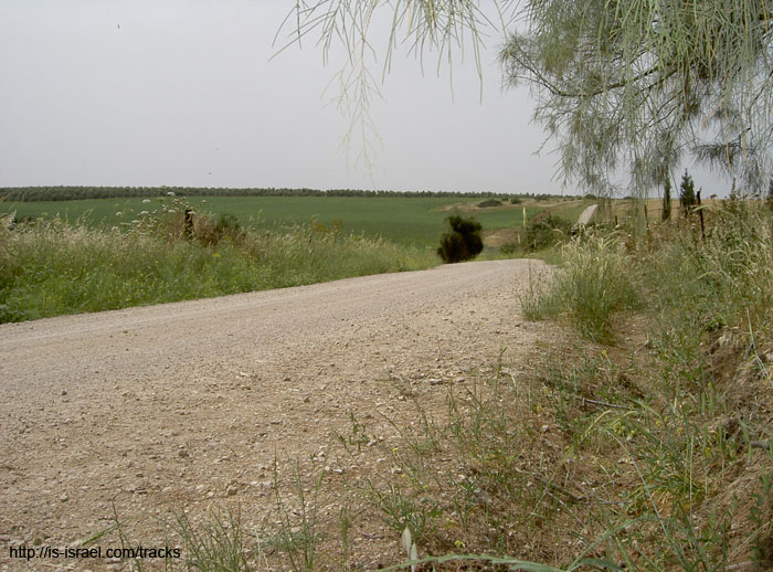 PICT5598