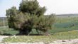 SANY6862