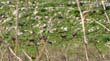 DSC09193