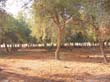 SANY2453