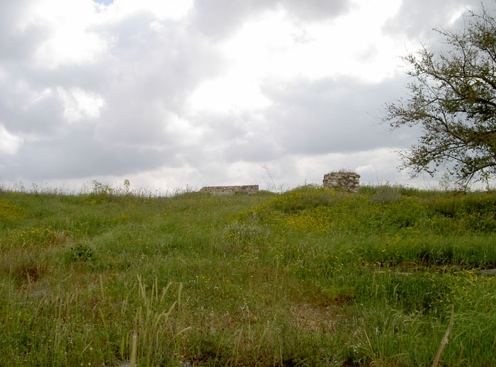 PICT5229