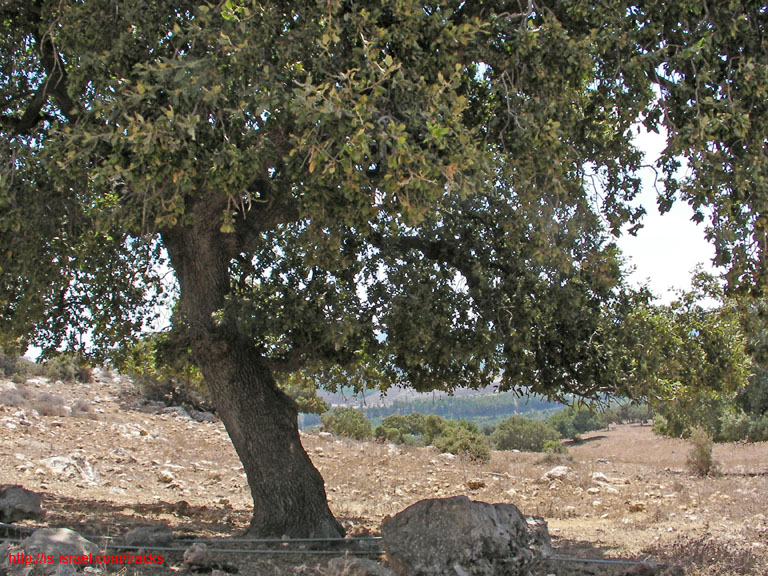 SANY0237