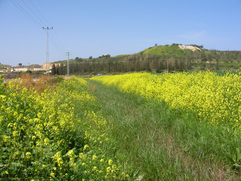 SANY5047