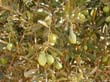 SANY0035